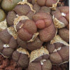 C.obcord.ceres (Patatsrivier) - Seed